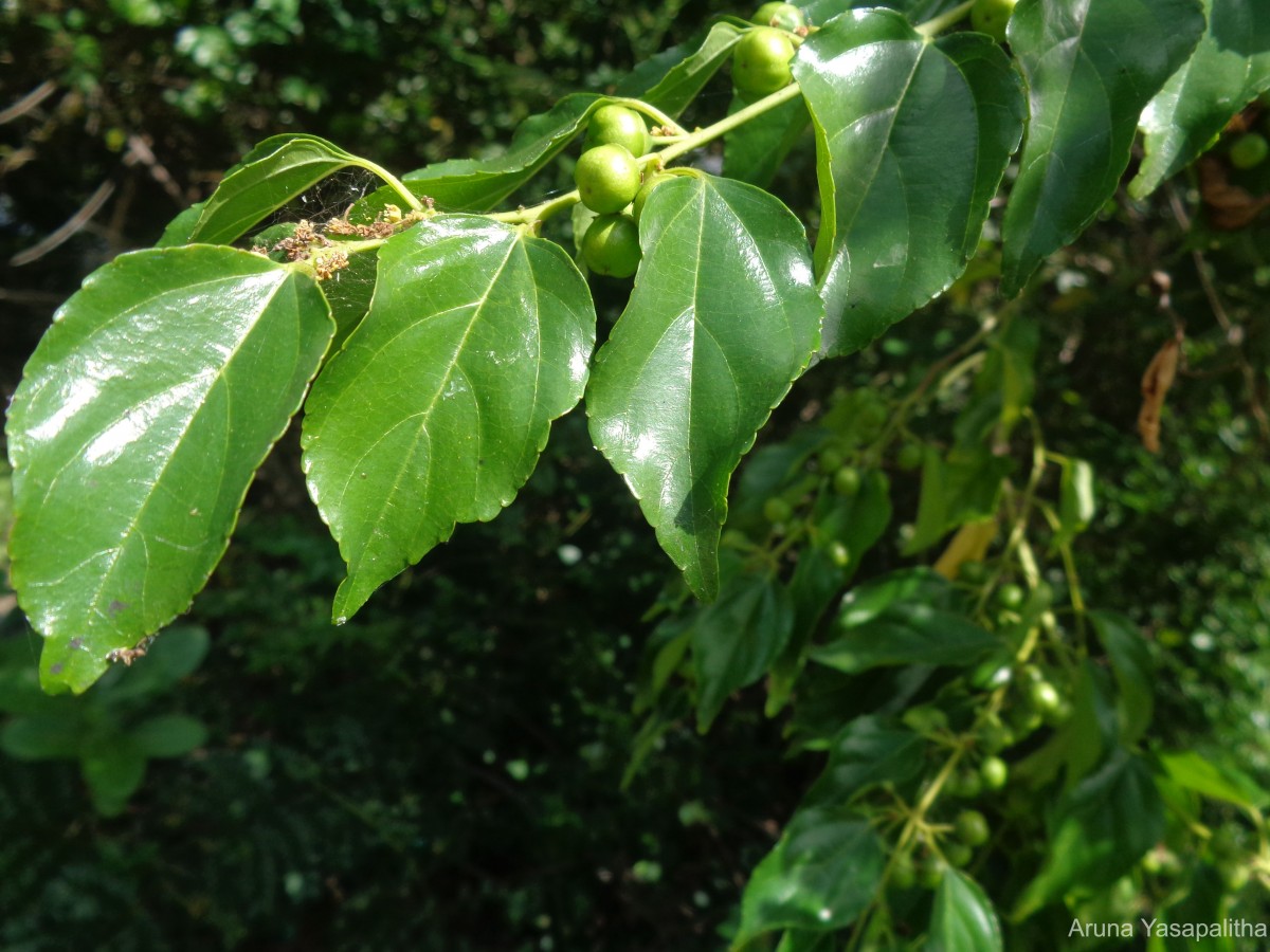 Colubrina asiatica (L.) Brongn.